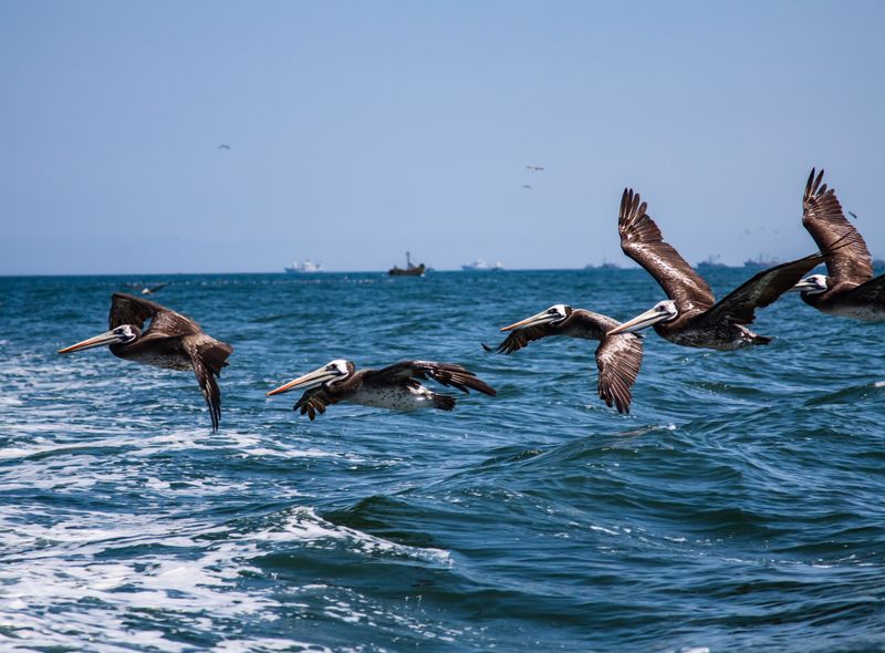 vogels ballestas islands